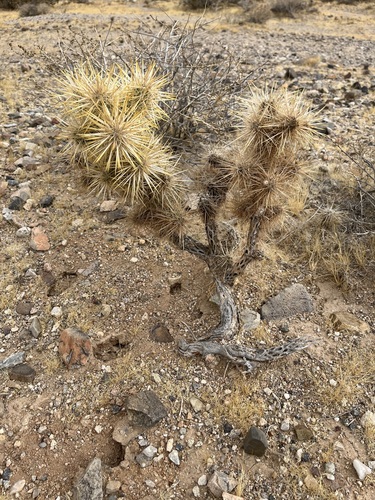 Silver Cholla