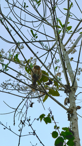 Ferruginous Pygmy-Owl