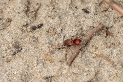 Dasymutilla arenerronea