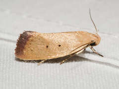 Acanthodela protophaes