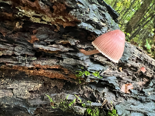 Bleeding Fairy Helmet