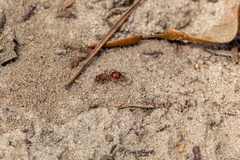 Dasymutilla arenerronea