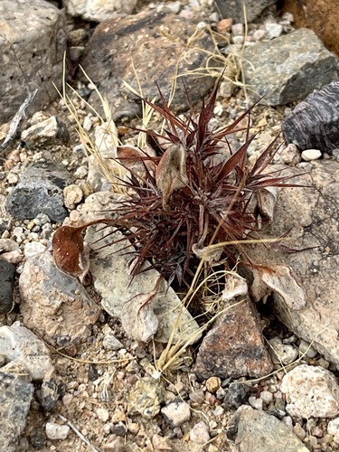 Devil's Spineflower