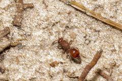 Dasymutilla arenerronea