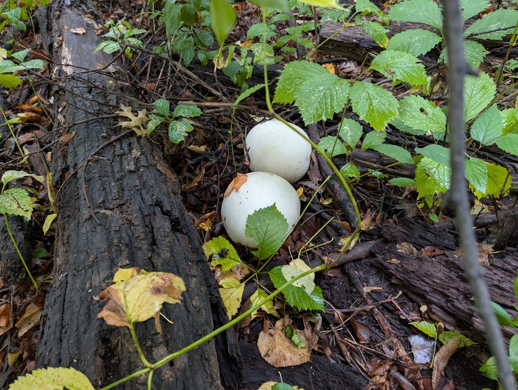 giant puffball · September 2026 · photo: Photo: no rights reserved · iNaturalist