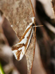 Orthiastis hyperocha