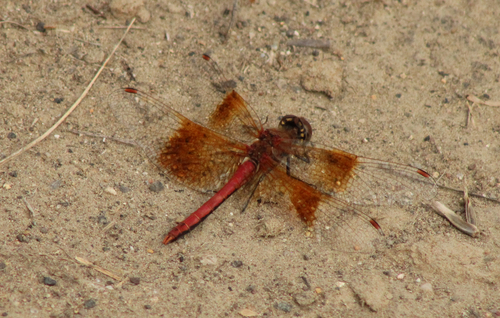 Band-winged Meadowhawk