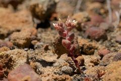 Dudleya brevifolia
