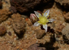 Dudleya brevifolia