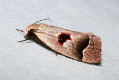 Acanthodela erythrosema