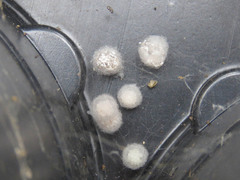 Steatoda