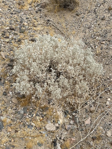 Desert Holly