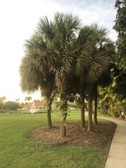 Sabal palmetto