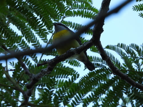 Bananaquit