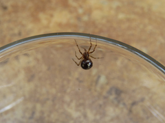 Steatoda