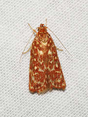 Syringoseca rhodoxantha