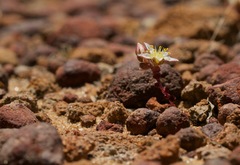Dudleya brevifolia