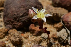 Dudleya brevifolia