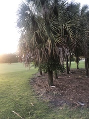 Sabal palmetto