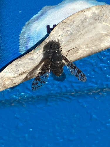 Spotted Bee Fly