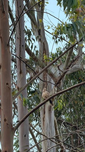 Chalk-browed Mockingbird