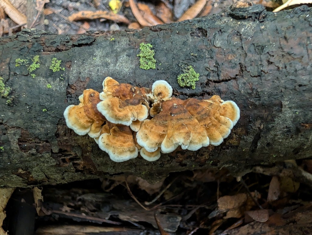 crimped gill · September 2026 · photo: Photo: no rights reserved · iNaturalist