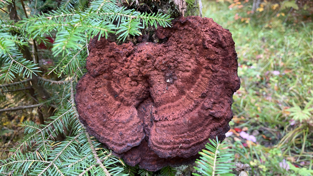 Phaeolus hispidoides · September 2026 · photo: Photo: (c) atchalmers, some rights reserved (CC BY) · iNaturalist