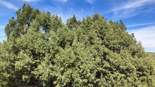 Rocky Mountain Juniper