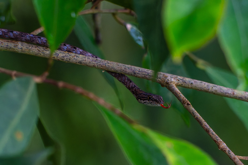 Dryophiops rubescens observed 2026-09-12