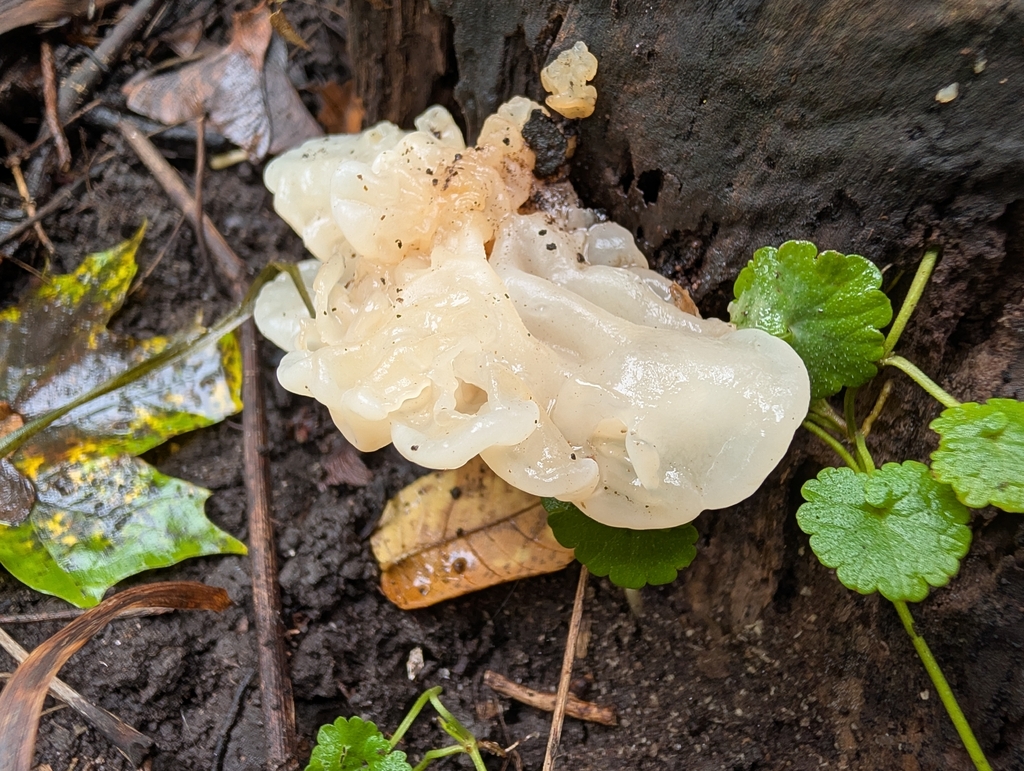 white jelly fungus · September 2026 · photo: Photo: no rights reserved · iNaturalist