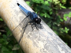 Orthetrum melania melania