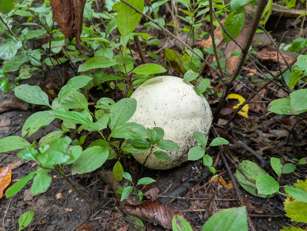 giant puffball · September 2026 · photo: Photo: no rights reserved · iNaturalist