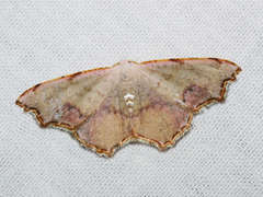 Epicompsa xanthocrossa