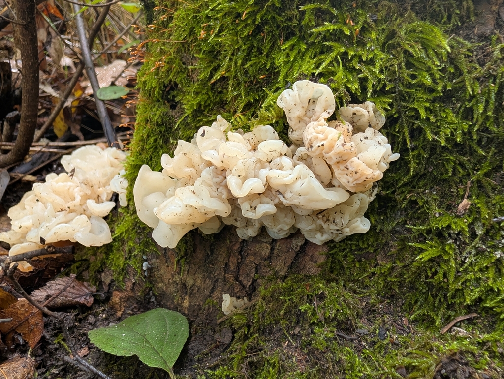 white jelly fungus · September 2026 · photo: Photo: no rights reserved · iNaturalist