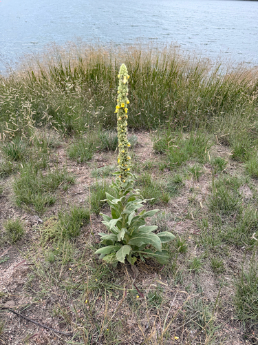 great mullein