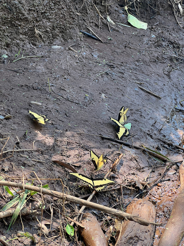 Astyalus Swallowtail