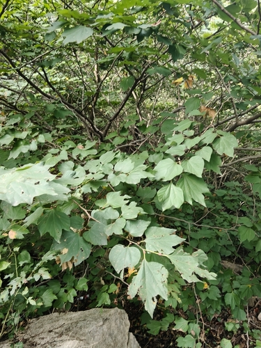 Lindera obtusiloba observed 2026-09-26