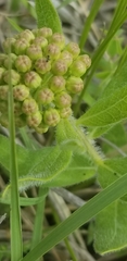 Asclepias lanuginosa