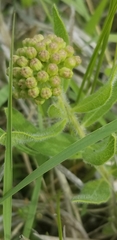 Asclepias lanuginosa