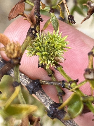Creosote Leafy Bud Gall Midge