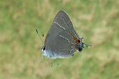 Satyrium favonius autolycus