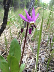 Primula frigida
