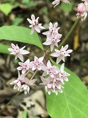 Asclepias quadrifolia