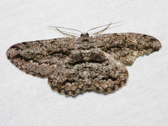 Scioglyptis canescaria