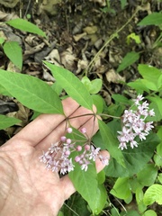 Asclepias quadrifolia