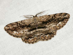Scioglyptis canescaria
