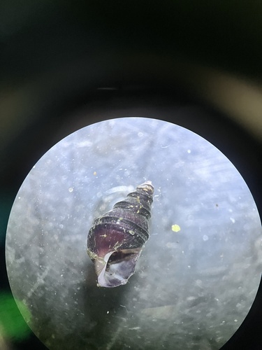 Elimia carinifera observed 2026-09-26