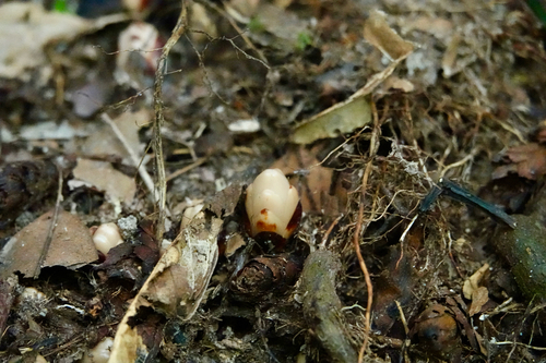 Mitrastemon yamamotoi observed 2026-09-28