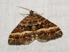 Chrysolarentia vicissata