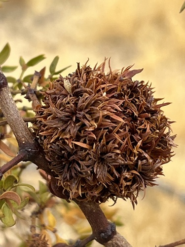 Large Creosote Gall Midge